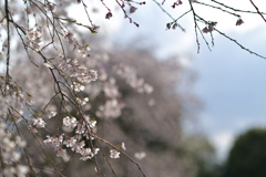 枝垂桜