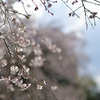 枝垂桜