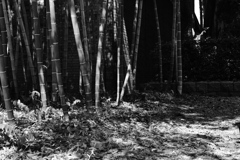 竹庭