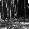 竹庭