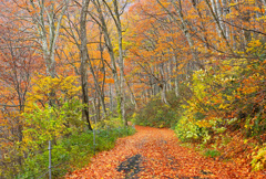 落葉の小径