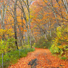 落葉の小径