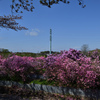 田園
