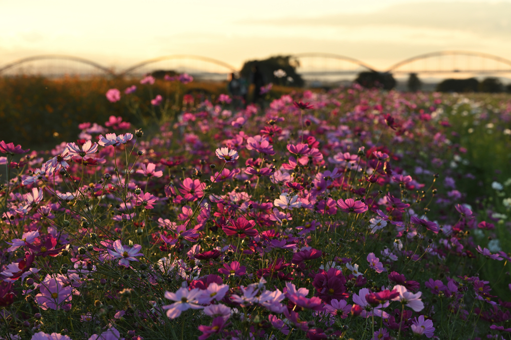 夕暮れ秋桜