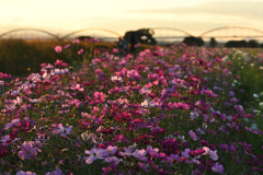 夕暮れ秋桜