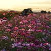 夕暮れ秋桜