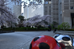 都会の桜