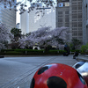都会の桜