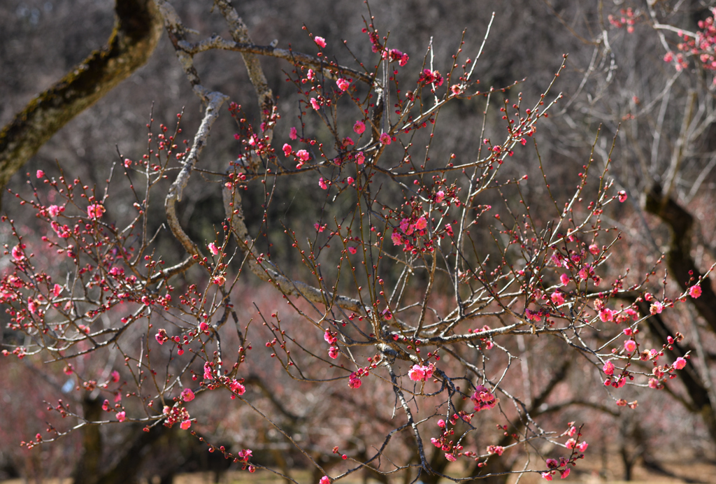 梅花