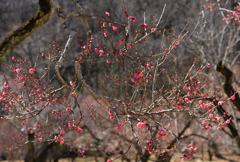 梅花