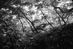 光と影の森