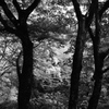 光と影の森