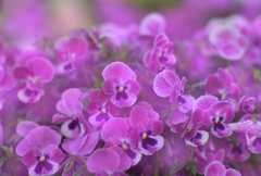 朝の花々