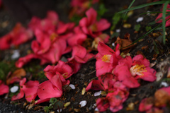 落花
