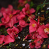 落花