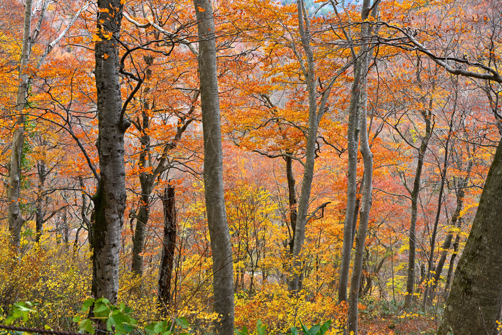 静に四季(時)は流れて