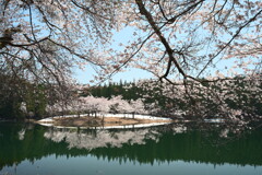 中子の桜