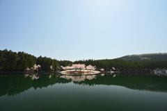 中子の桜