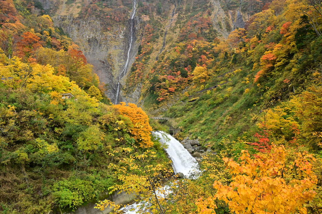 称名滝周辺の紅葉3