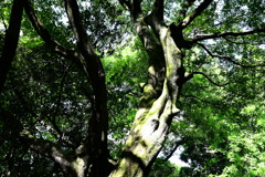 七尾城跡