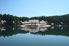 中子の桜