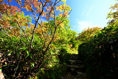 白山の紅葉
