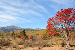 カエデの親分と子分