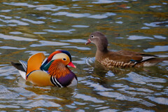 寄り添う彩り（オシドリ夫婦）＃２