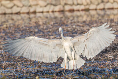 羽音で描く静かなワルツ（アオサギ）＃２