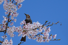 桜とヒヨさん