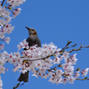 桜とヒヨさん