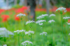 紅の海に咲く白（韮の花）