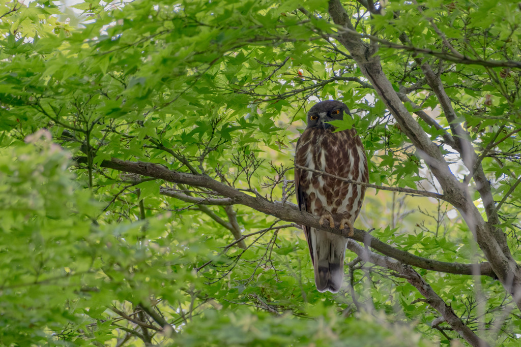 夏の使者　アオバズク飛来　#2