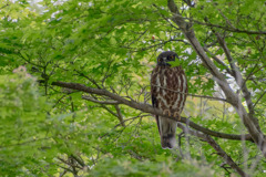 夏の使者　アオバズク飛来　#2