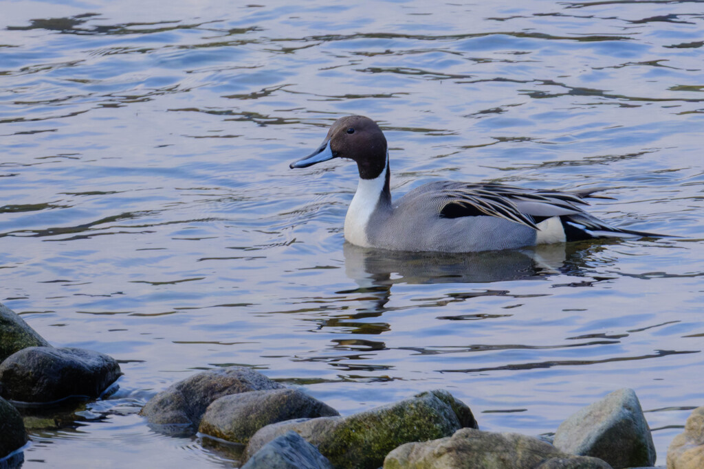 厳寒の越冬（オナガガモ）
