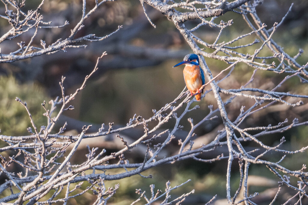 翡翠（カワセミ）＃３