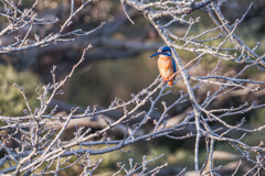 翡翠（カワセミ）＃３