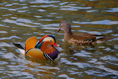 寄り添う彩り（オシドリ夫婦）