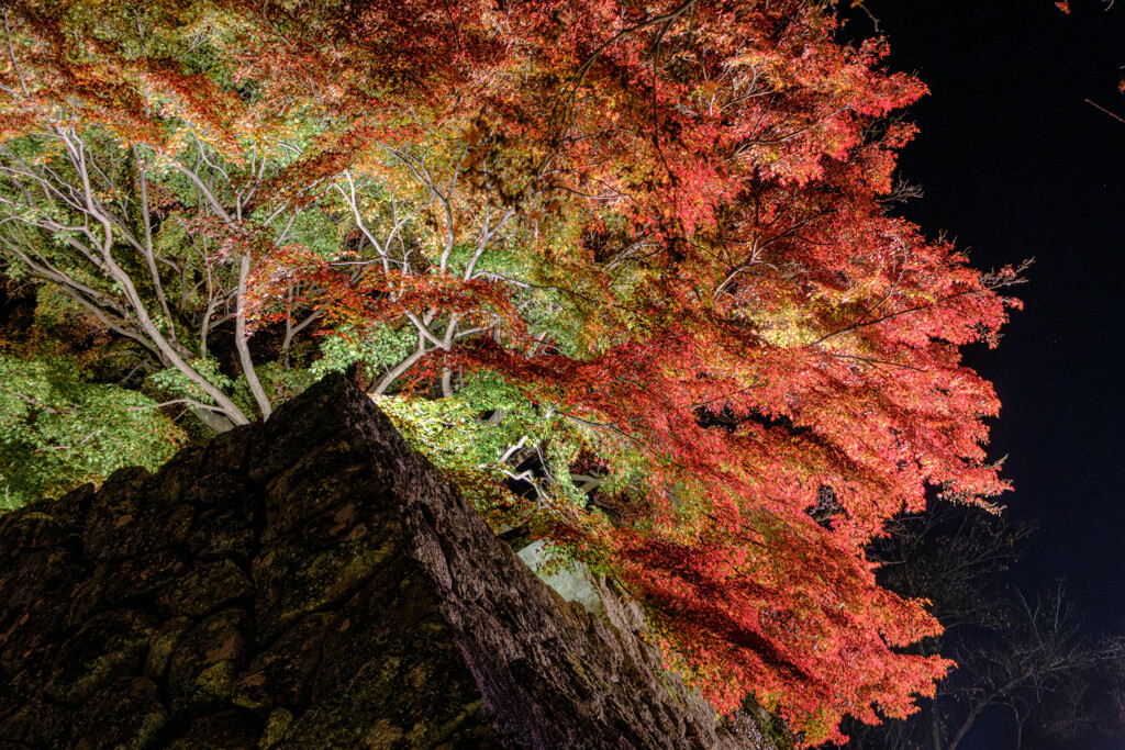 紅葉ライトアップ＃２