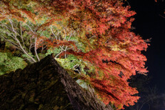 紅葉ライトアップ＃２