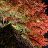 紅葉ライトアップ＃２
