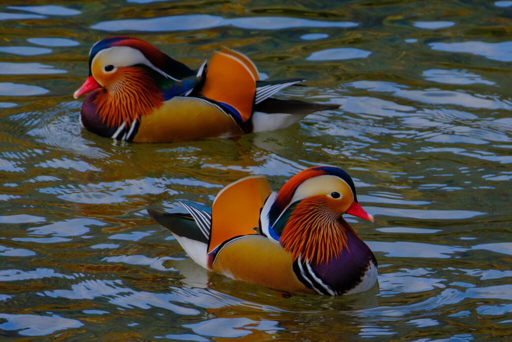 冬川に寄り添う色彩（オシドリ♂）