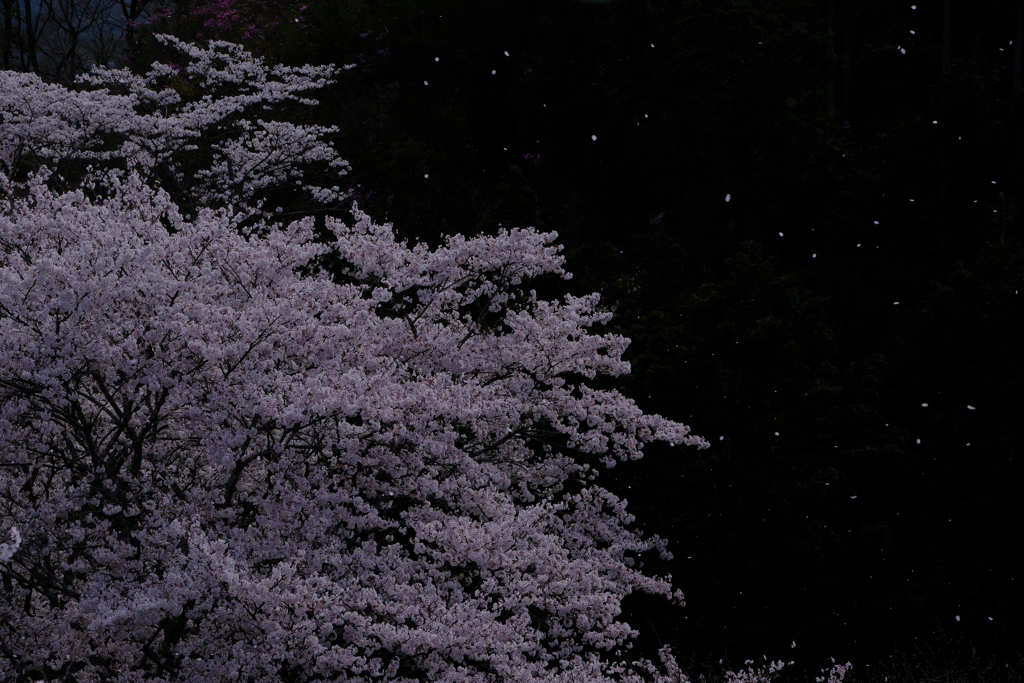 桜舞い散る午後