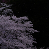 桜舞い散る午後