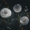 たんぽぽのわた毛