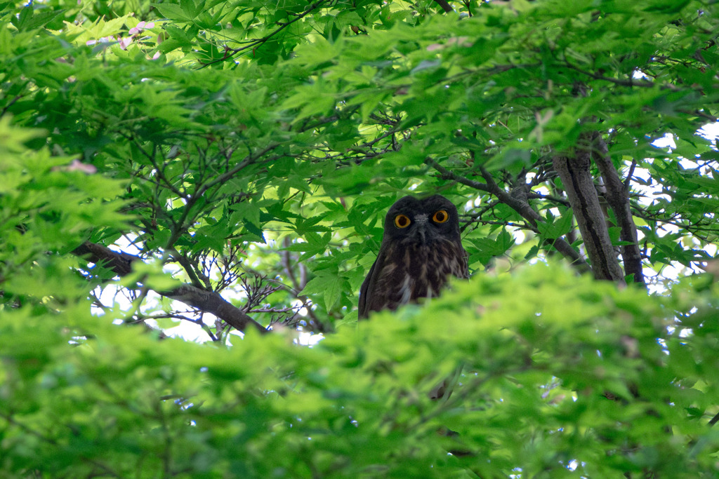 夏の使者　アオバズク飛来