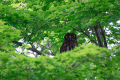 夏の使者　アオバズク飛来