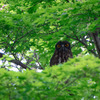 夏の使者　アオバズク飛来