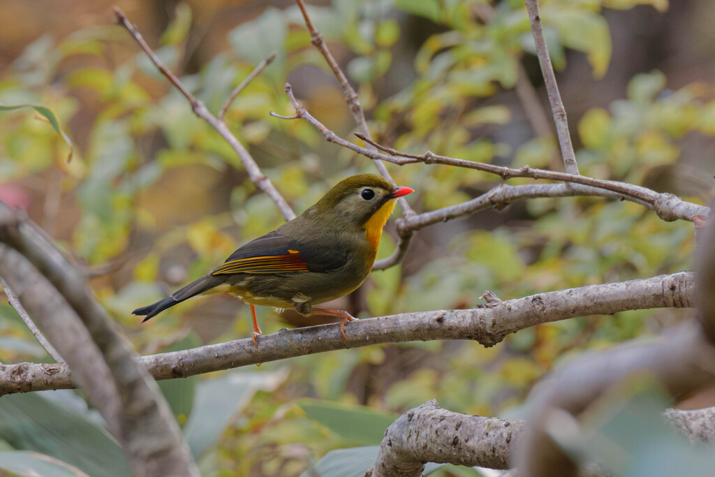再会の相思鳥（ソウシチョウ）