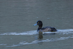 近くの池にて（キンクロハジロ）